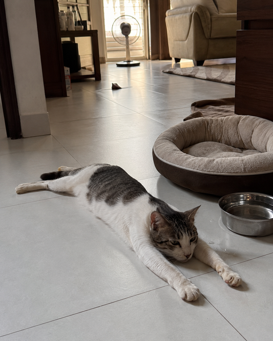 La canicule : comment aider son chat à mieux supporter la chaleur à la maison